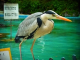 動物園の鳥.jpg