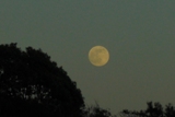 夕の月.jpg