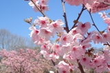 桃色の春.jpg