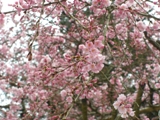 桜ｓ.jpg